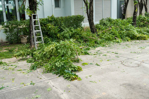 Professional Tree Care Services in Apollo Beach, FL