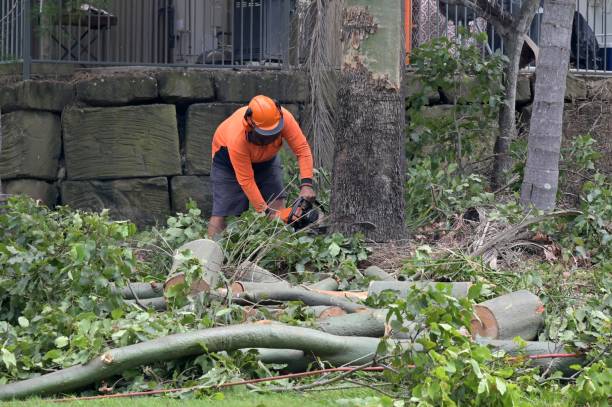 Best Utility Line Clearance  in Apollo Beach, FL